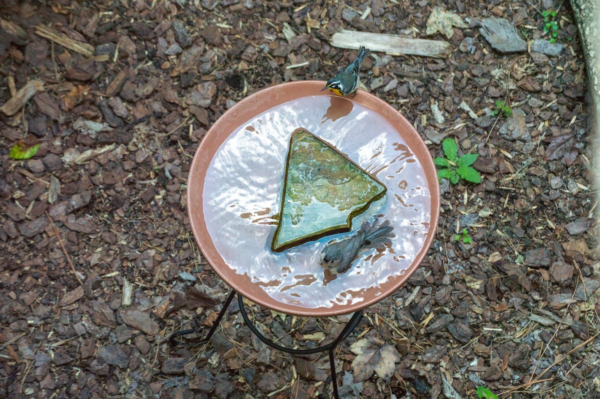 Yellow-throated Warbler - ML369505401