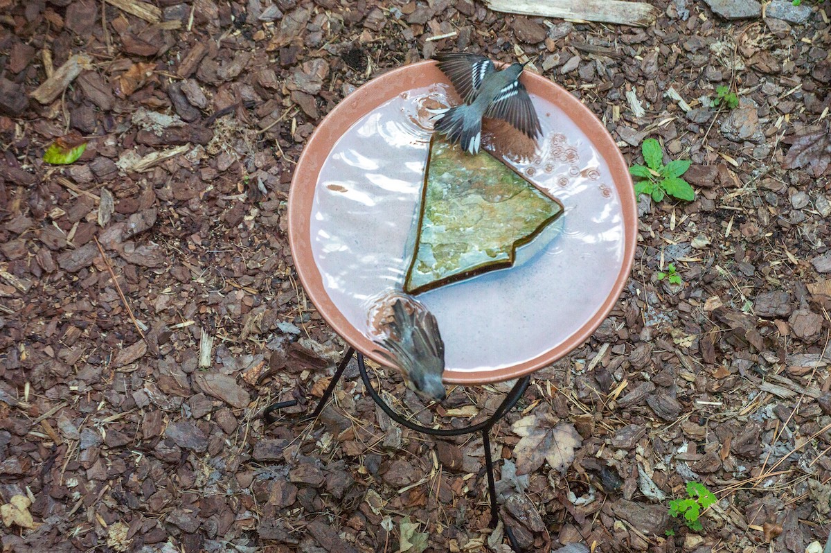 Yellow-throated Warbler - ML369505411