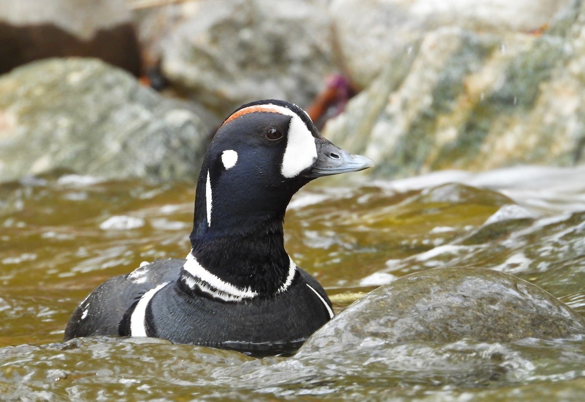 Harlequin Duck - Kalin Ocaña