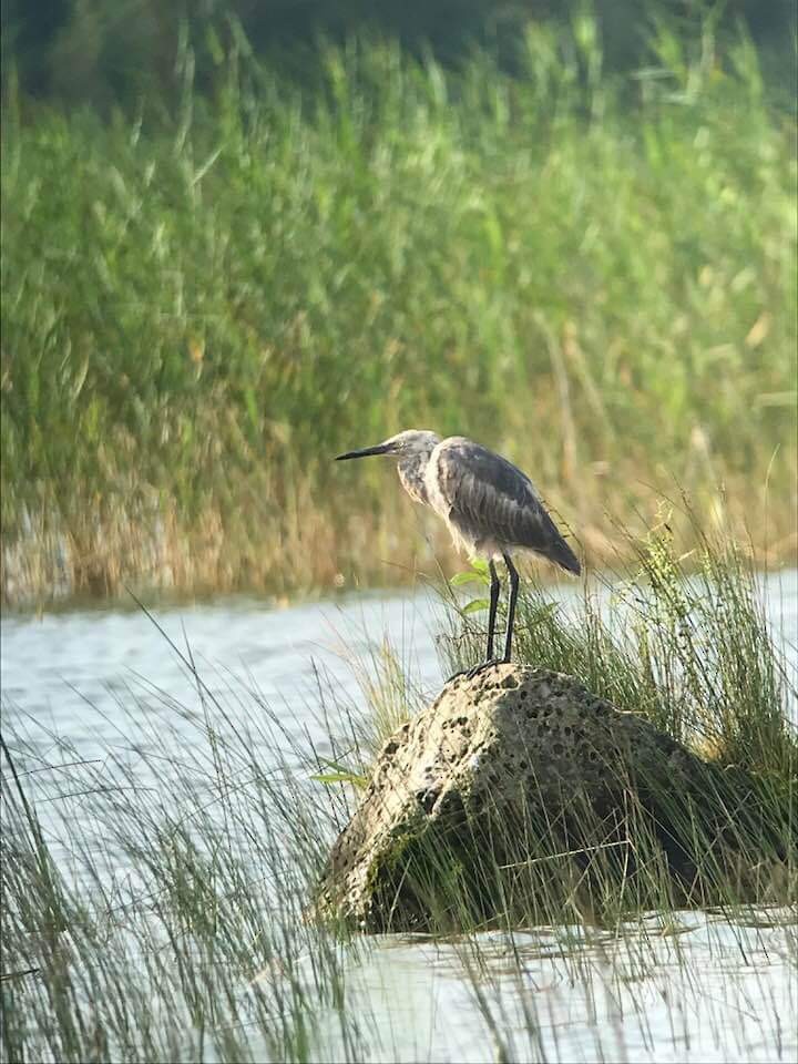 Reddish Egret - ML369508761