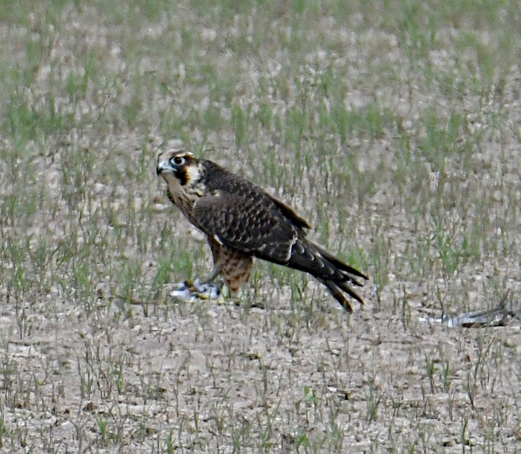 Peregrine Falcon - ML369509121