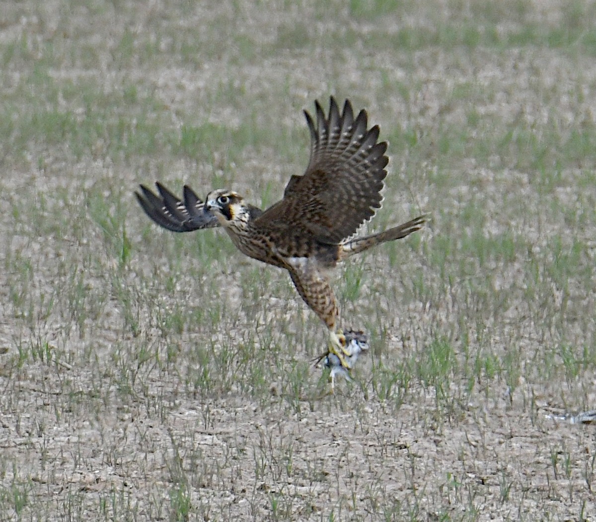 Peregrine Falcon - ML369509141