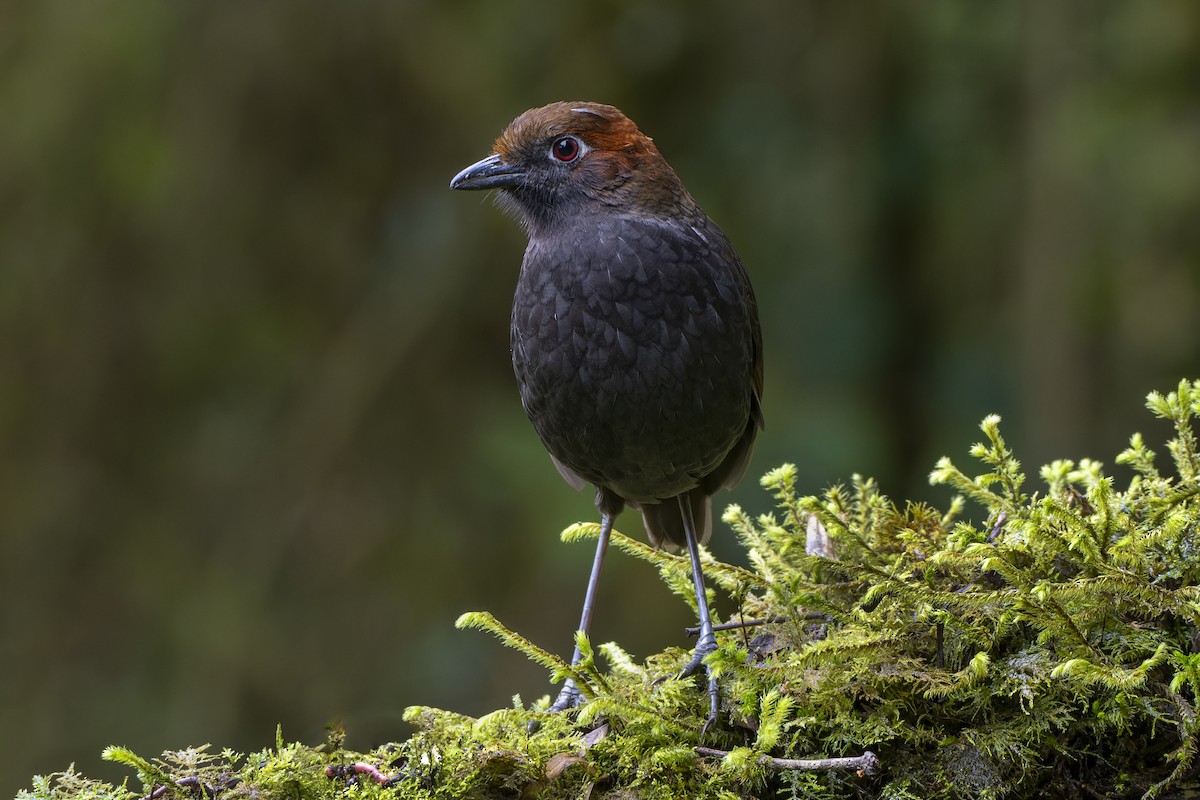 Chestnut-naped Antpitta - Jeff Maw