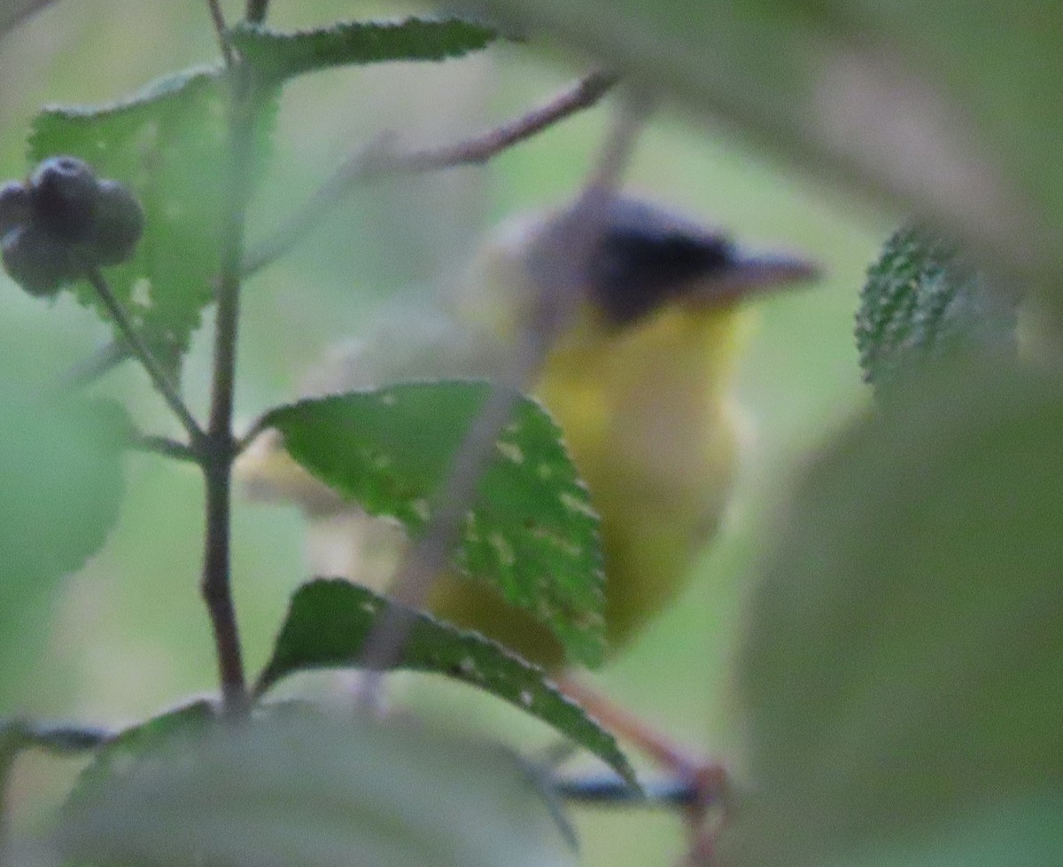 Gray-crowned Yellowthroat - ML369515831