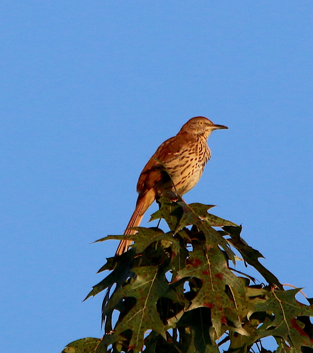 Brown Thrasher - ML369517131