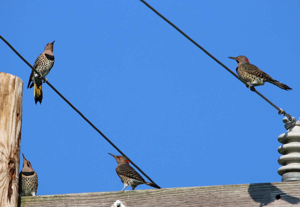 Northern Flicker - ML369517381