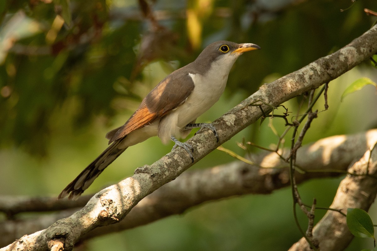 Yellow-billed Cuckoo - ML369519801