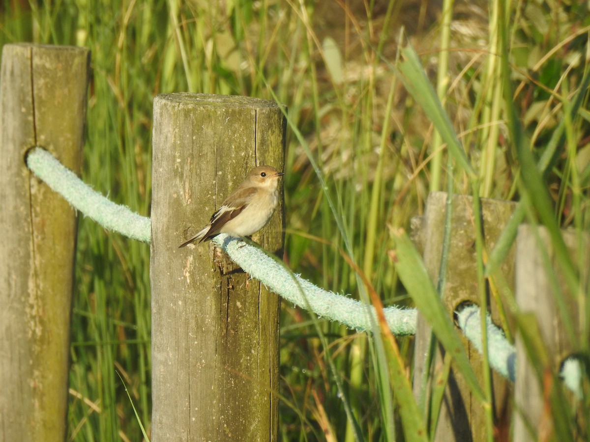 European Pied Flycatcher - ML369520011