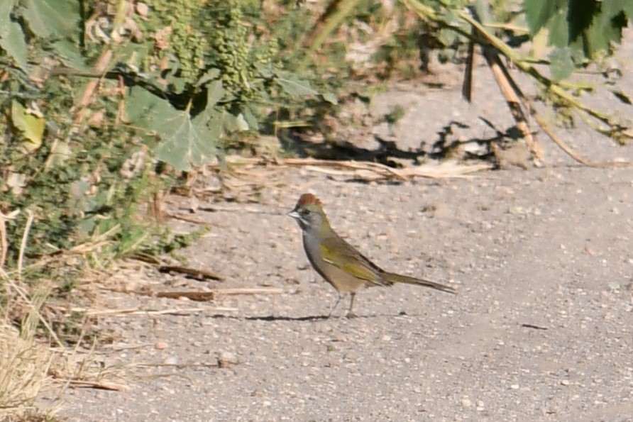Green-tailed Towhee - ML369520841