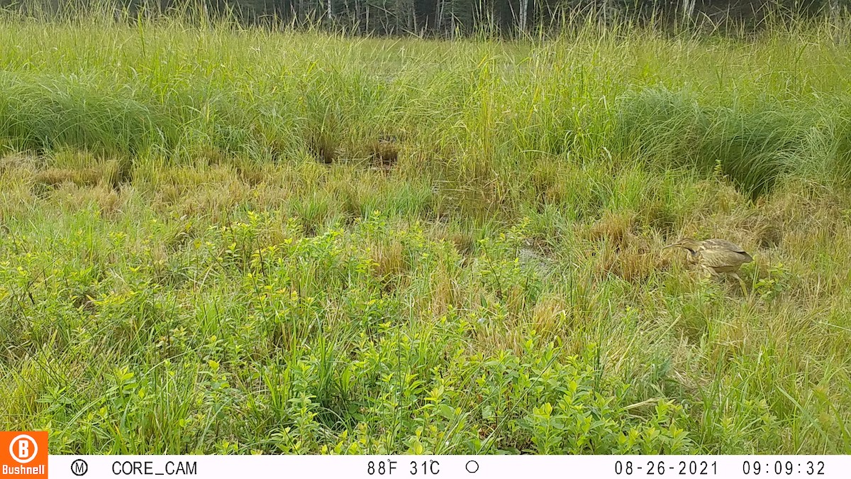 American Bittern - ML369523071