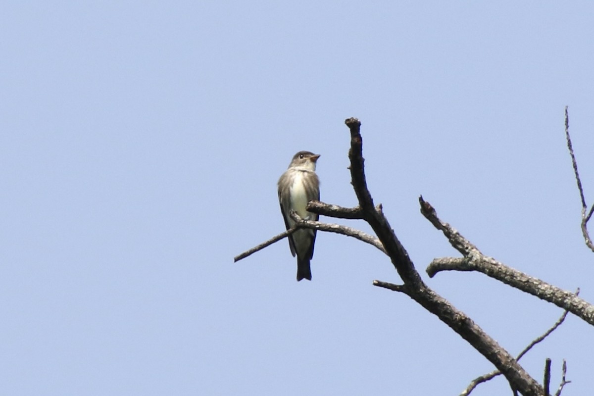 Olive-sided Flycatcher - E R