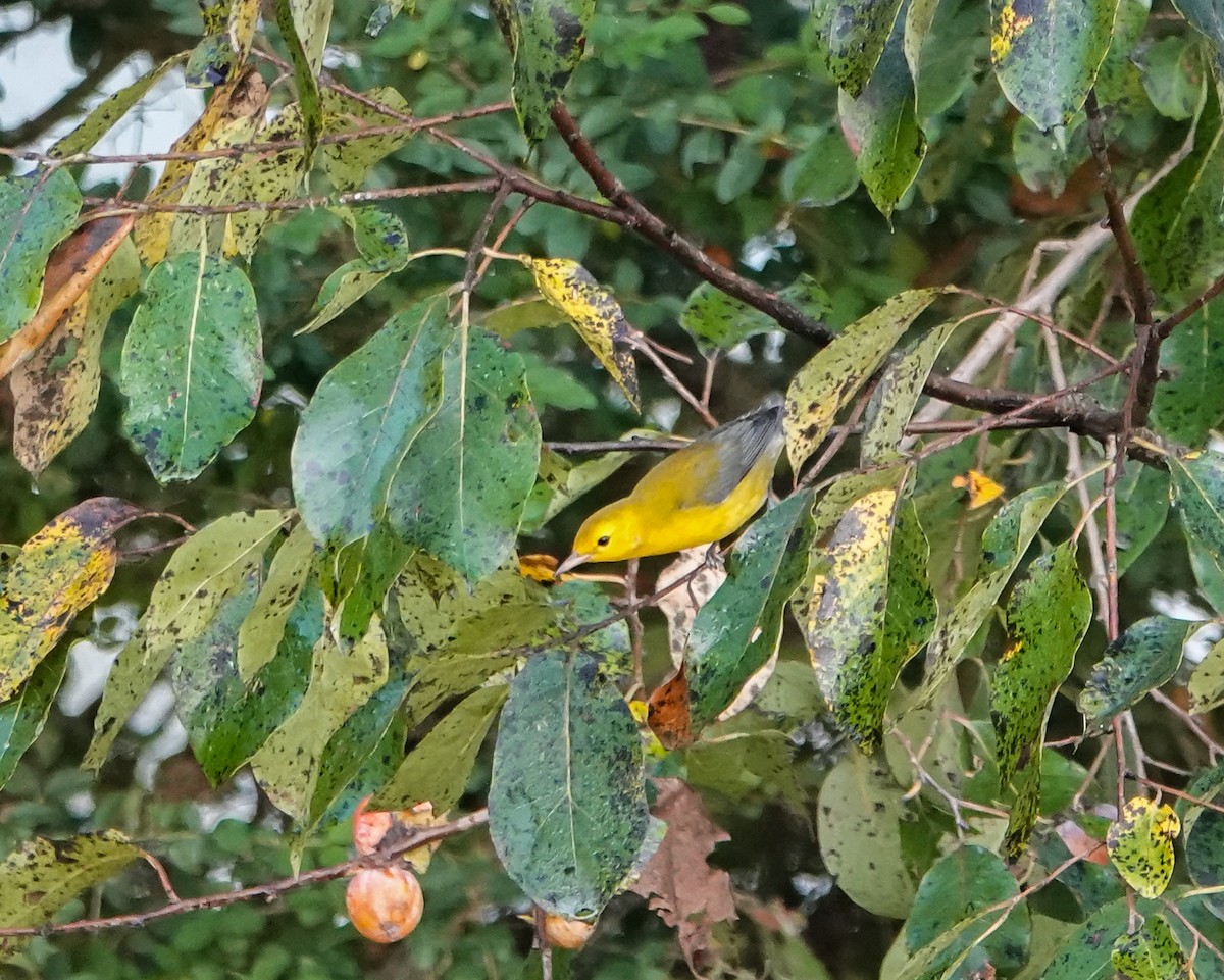 Prothonotary Warbler - ML369526661