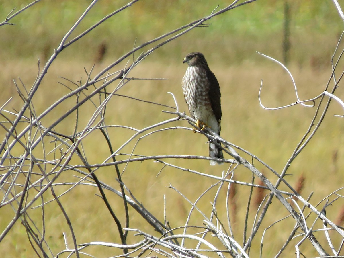 Sharp-shinned Hawk - ML369527291