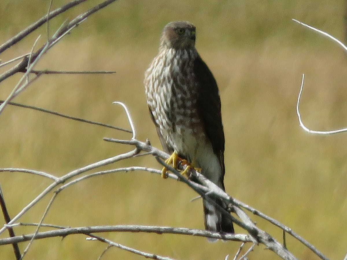 Sharp-shinned Hawk - ML369527381