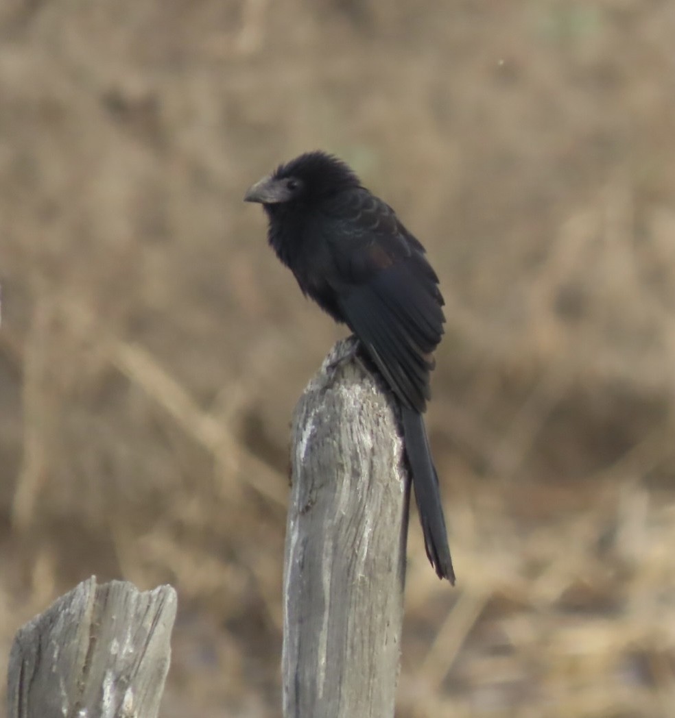 Groove-billed Ani - Jim Rowoth