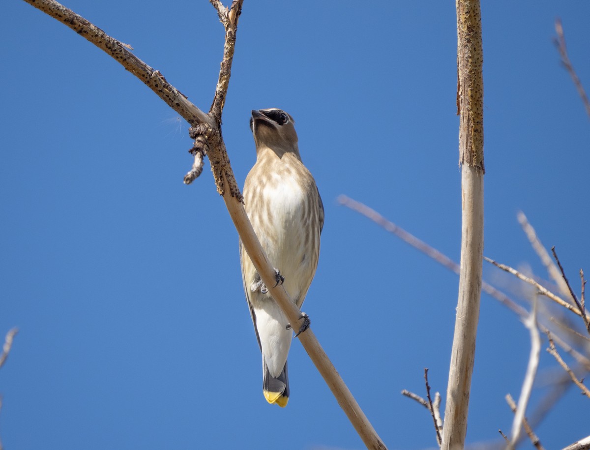 Cedar Waxwing - ML369531691