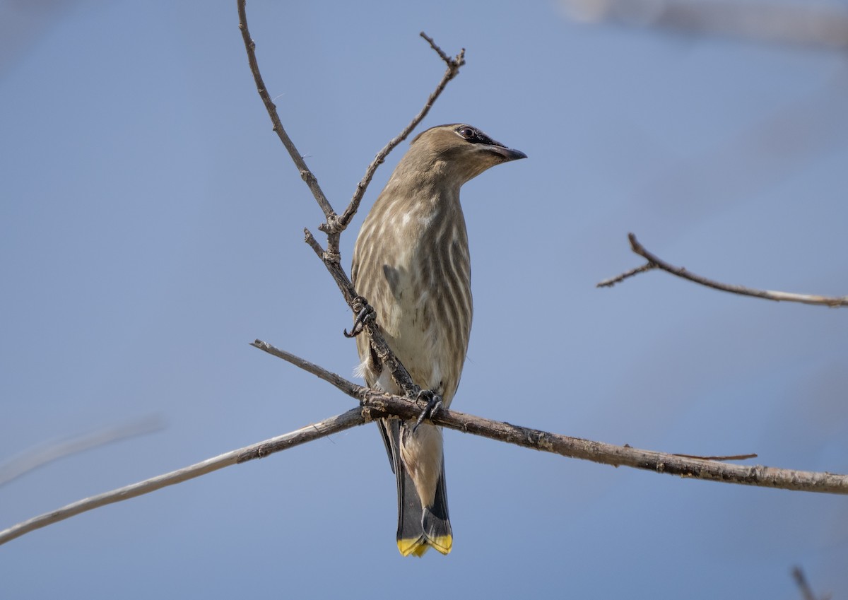Cedar Waxwing - ML369531801