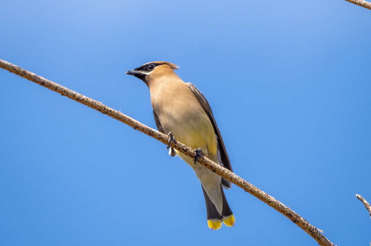 Cedar Waxwing - ML369531831