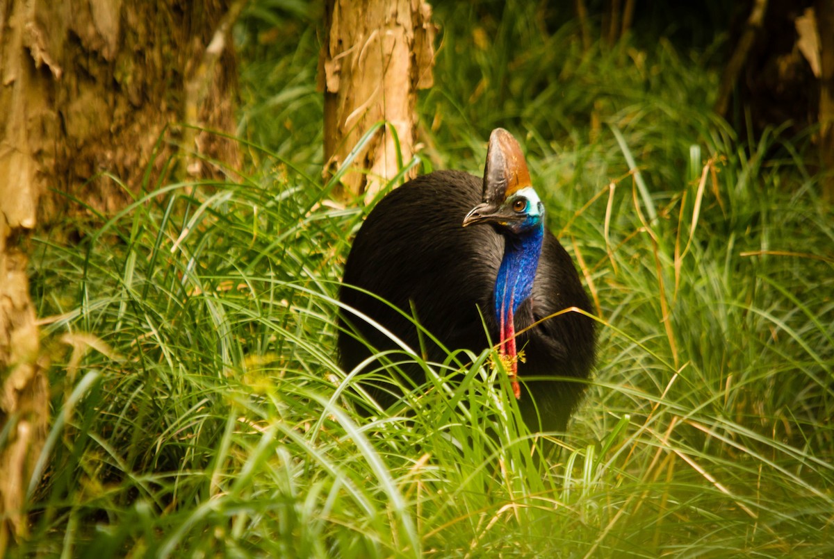 Southern Cassowary - ML36953331