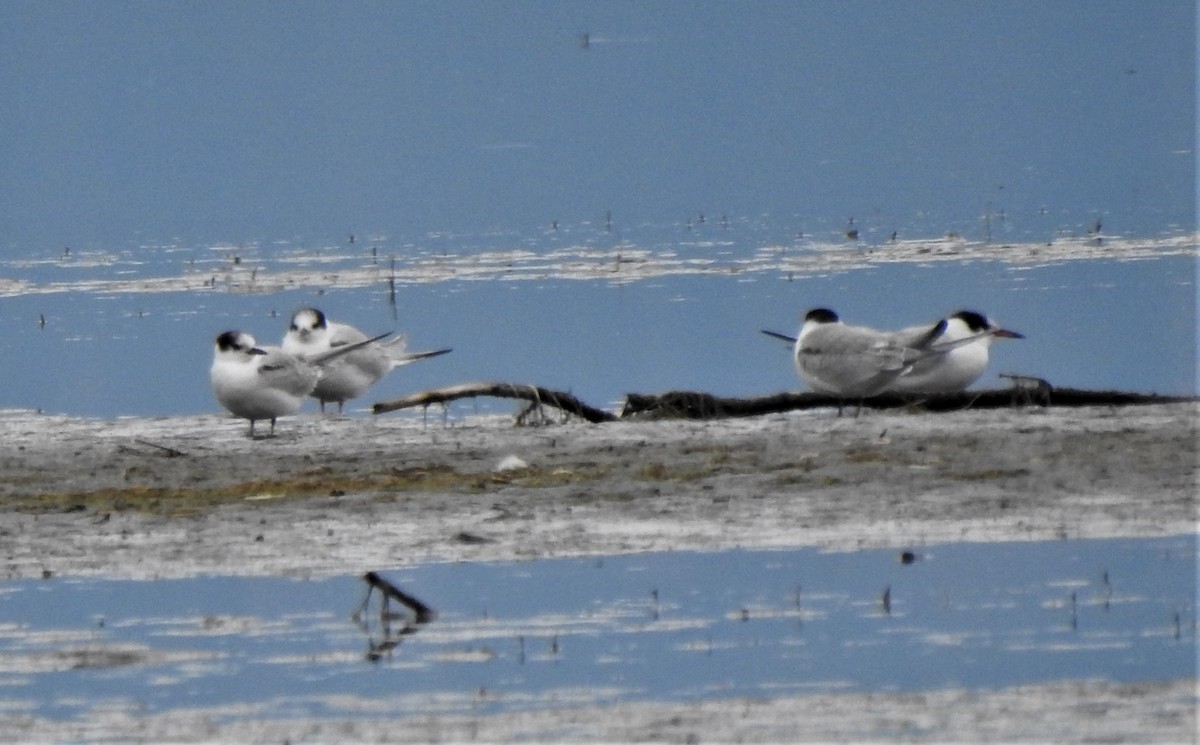 Common Tern - ML369533871