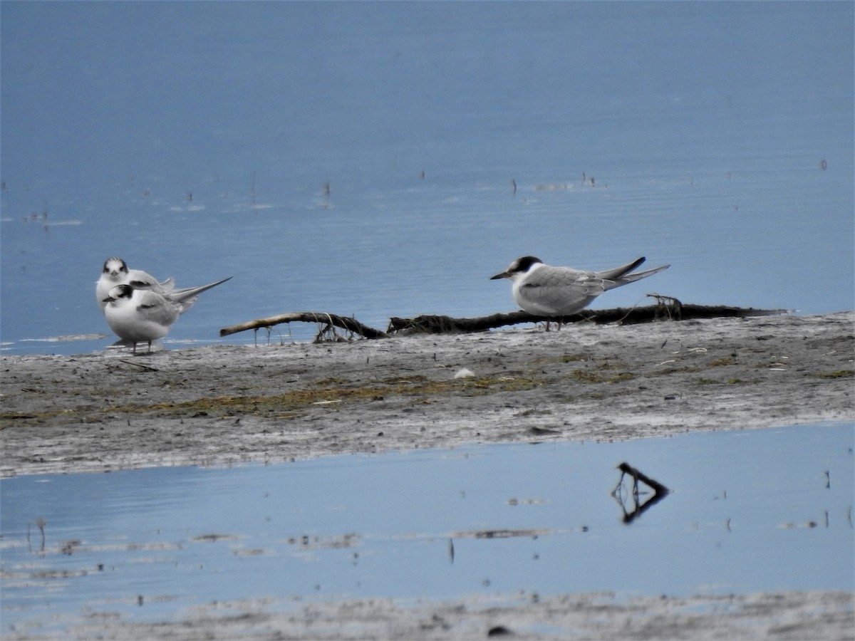 Common Tern - ML369533891