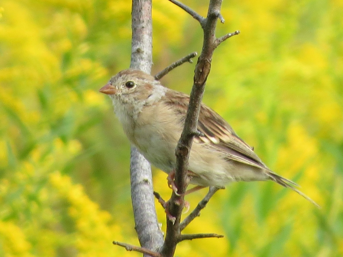 Field Sparrow - Ethan Maynard