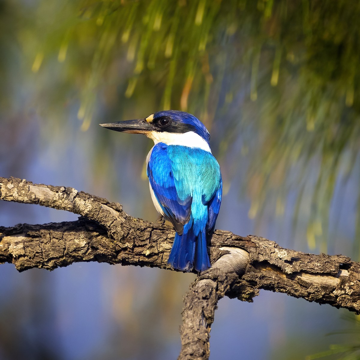 Forest Kingfisher - ML369535521