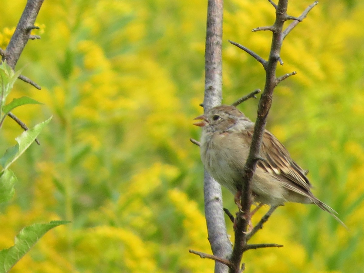 Field Sparrow - Ethan Maynard