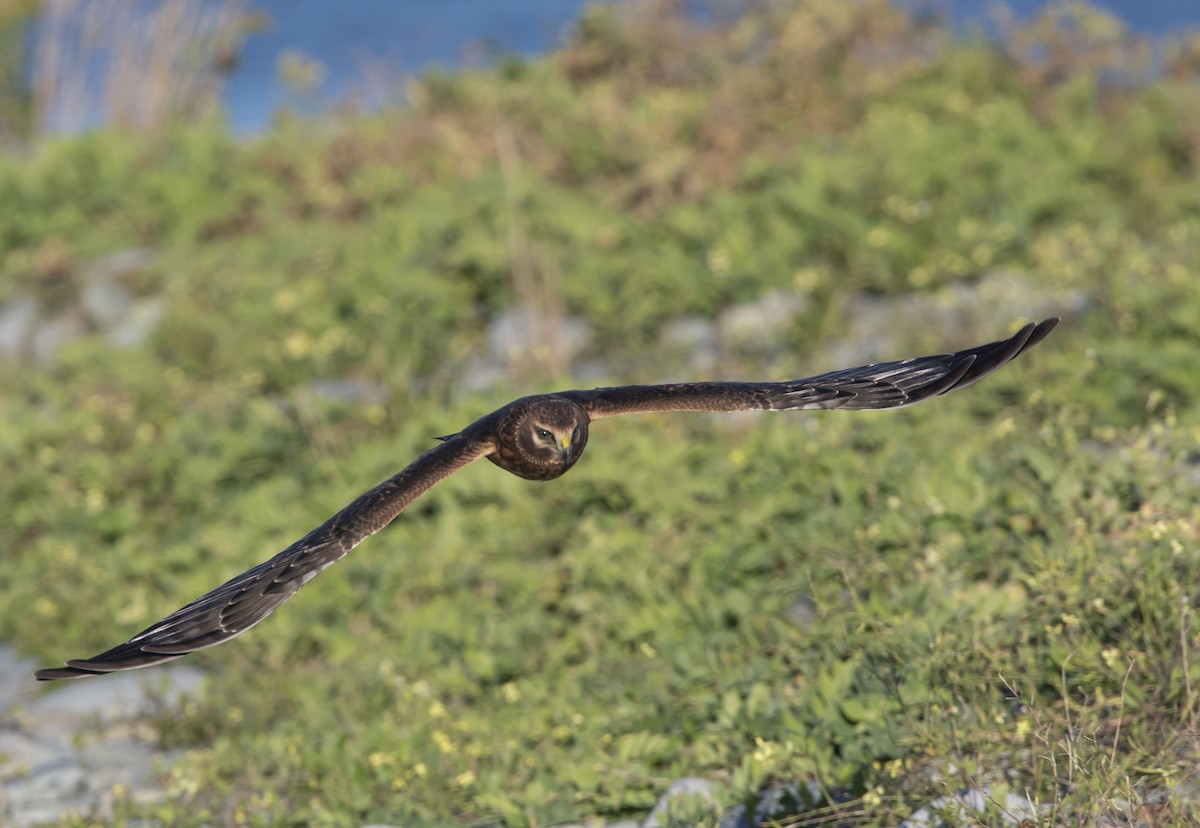 Northern Harrier - ML369537281