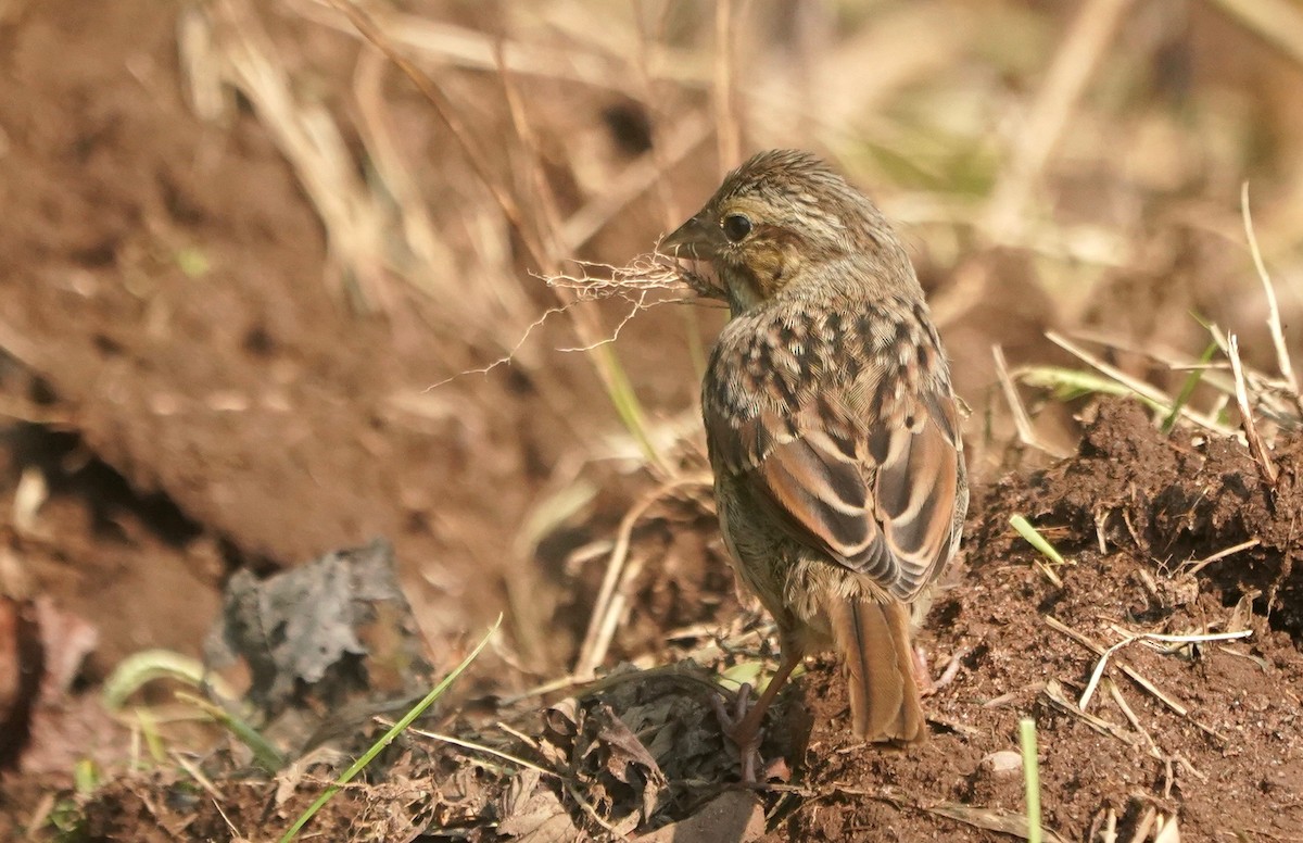 Song Sparrow - ML369539231