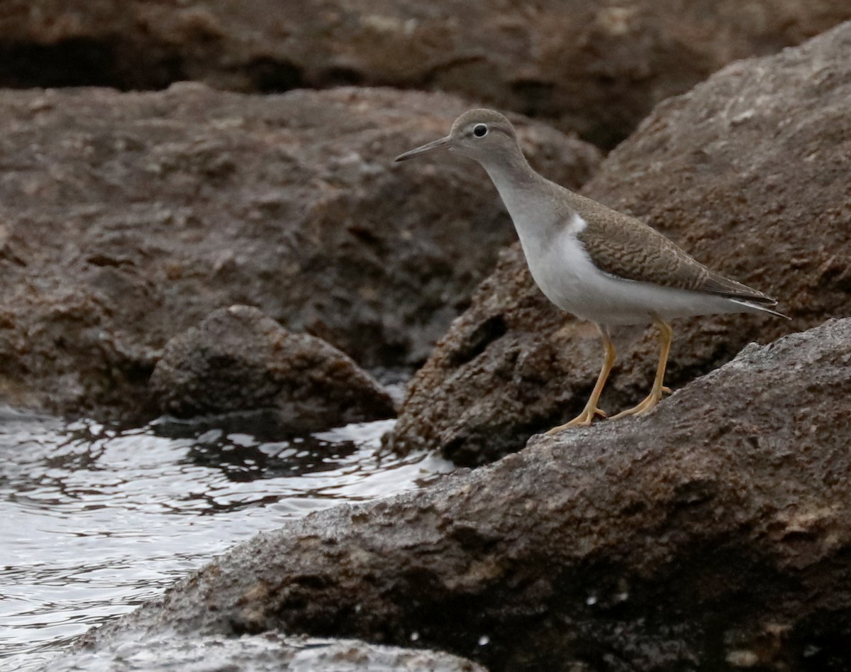 Spotted Sandpiper - Mario St-Gelais