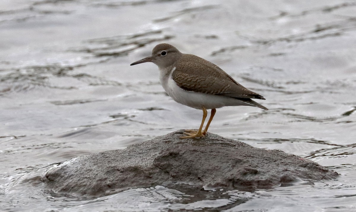 Spotted Sandpiper - ML369541191