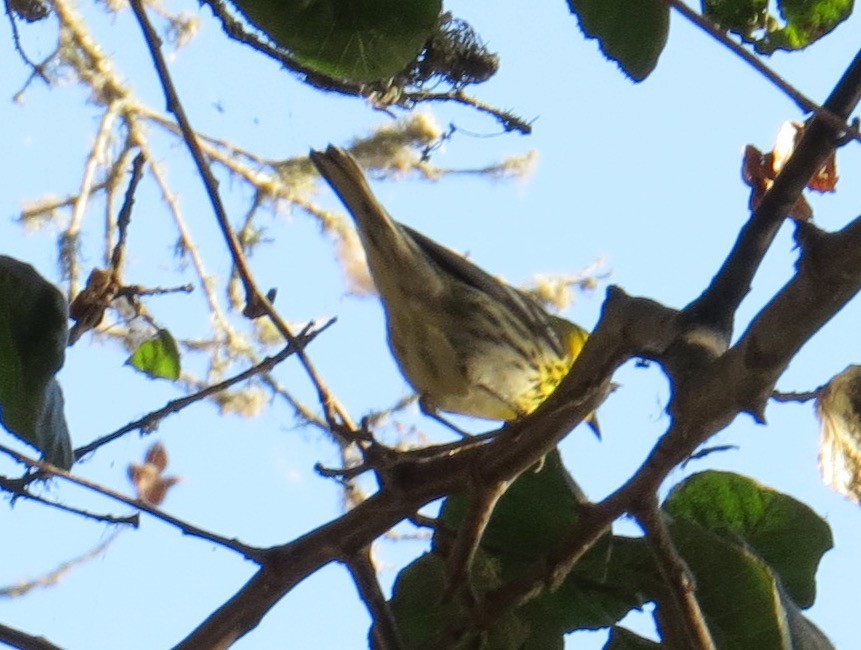 Townsend's Warbler - Don Glasco