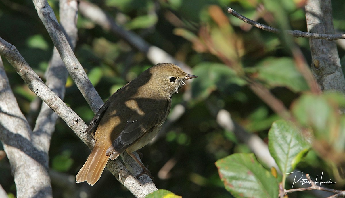 Hermit Thrush - ML369544821
