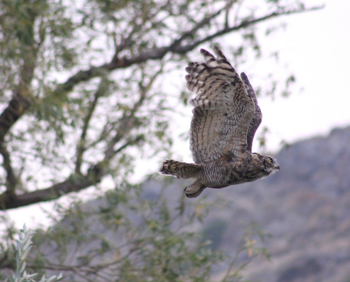 Great Horned Owl - ML369546541