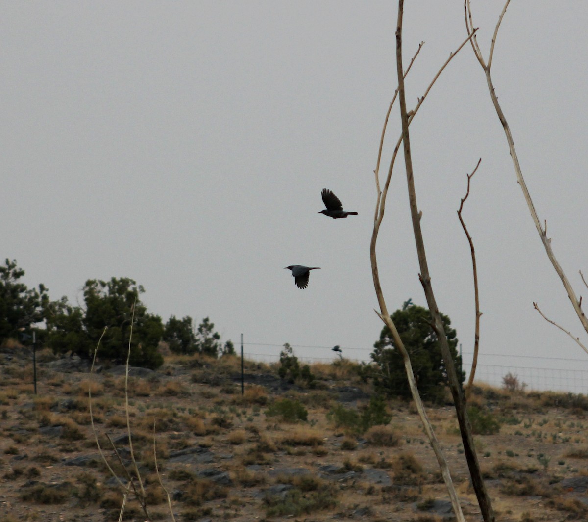 Pinyon Jay - ML369546561