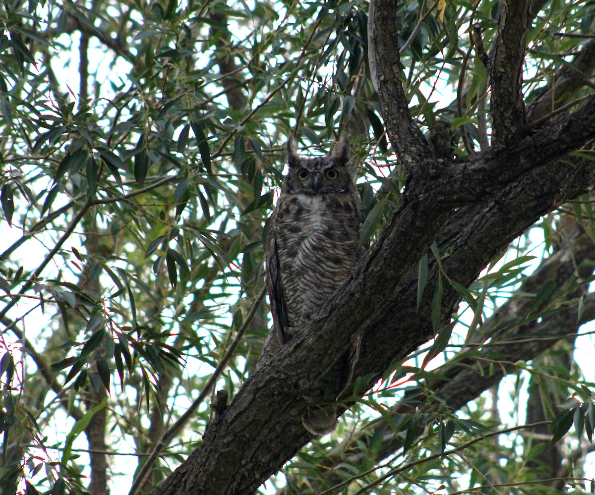 Great Horned Owl - ML369546621