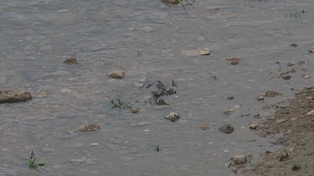 White Wagtail (ocularis) - ML369548181