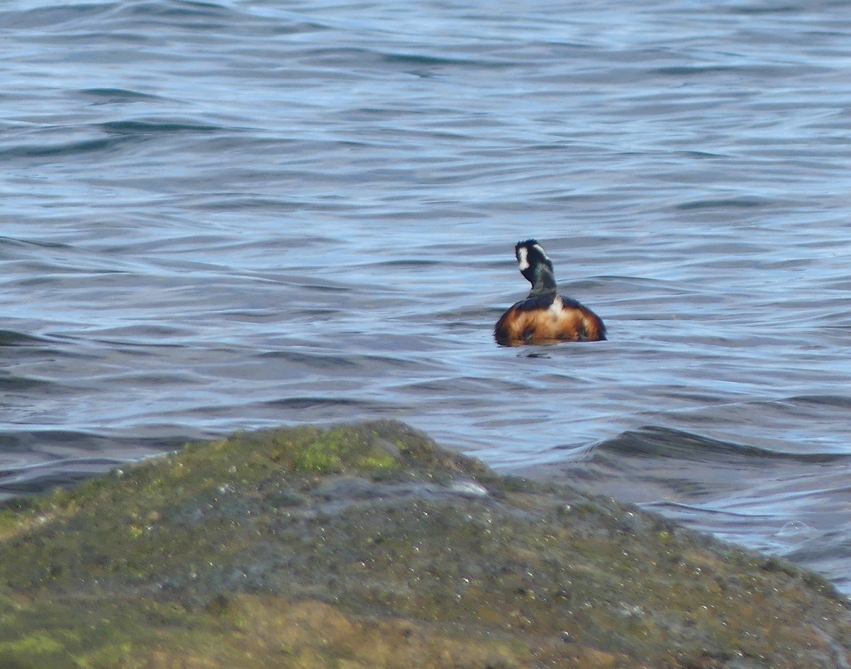 White-tufted Grebe - ML369549791