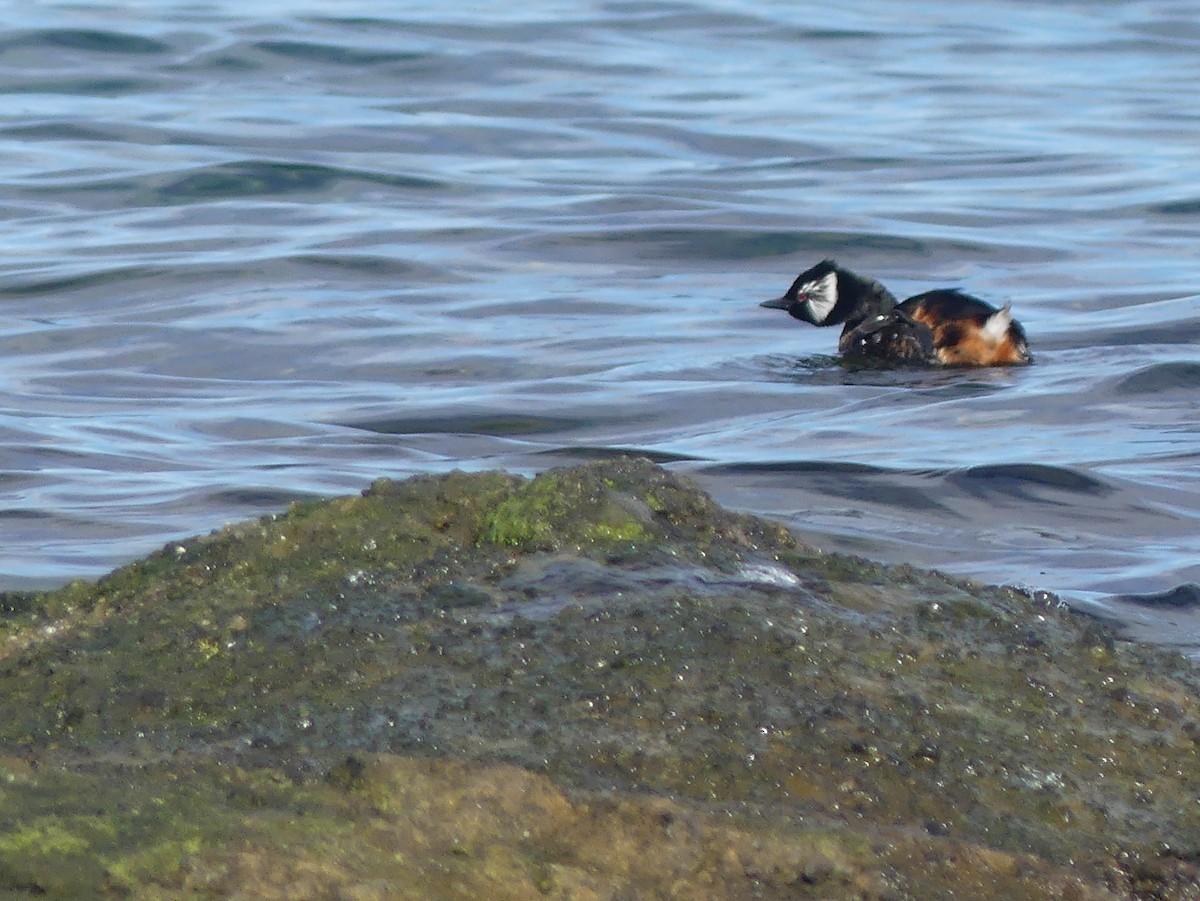 White-tufted Grebe - ML369549801