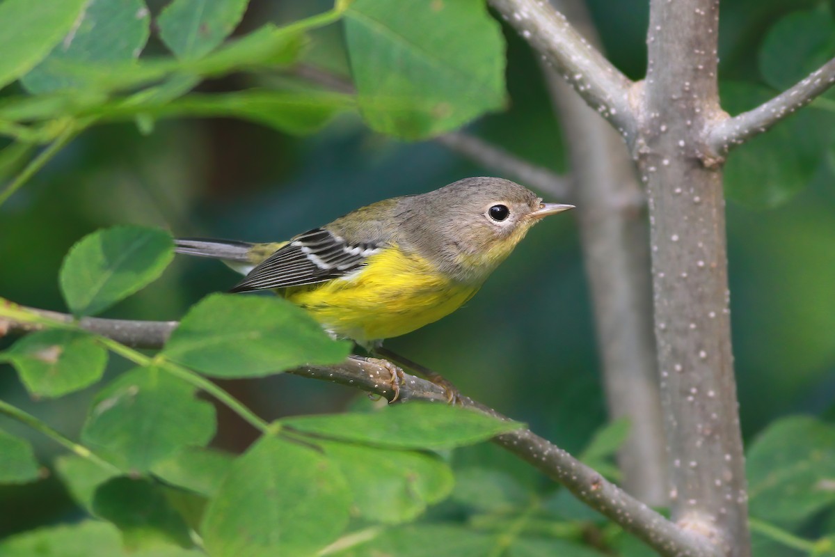 Magnolia Warbler - ML369550841