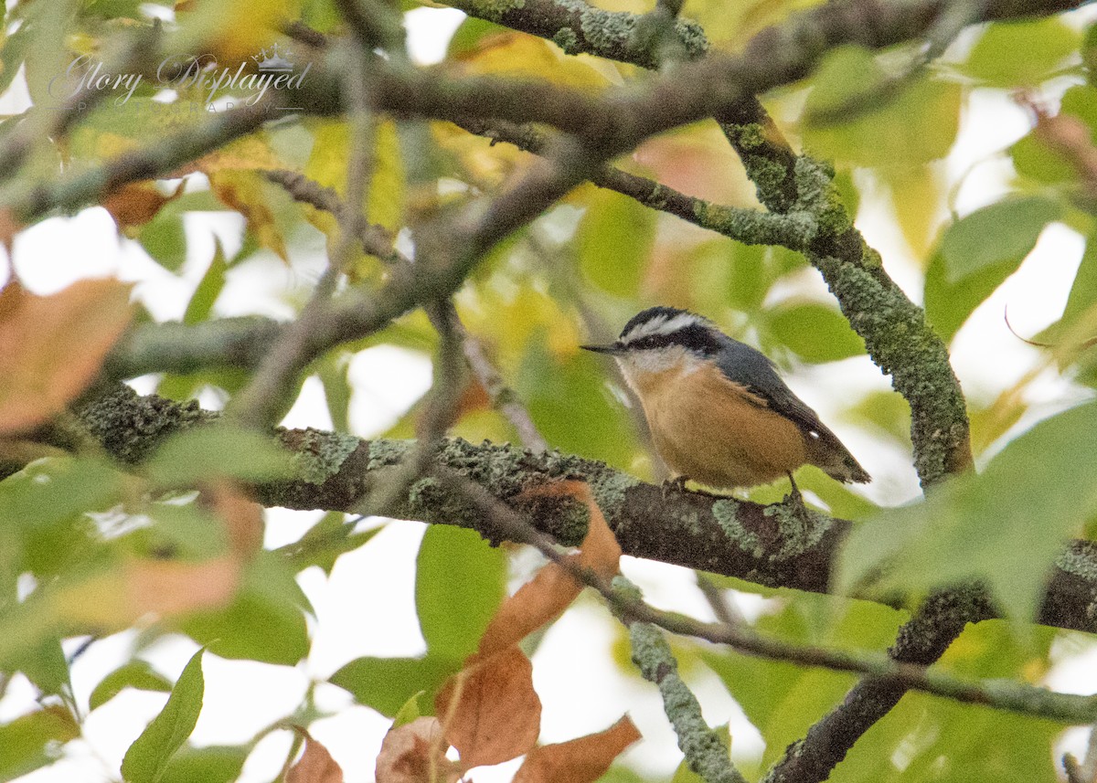 Red-breasted Nuthatch - ML369551651