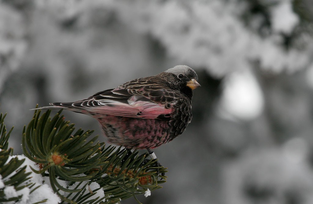 Black Rosy-Finch - John Lewis