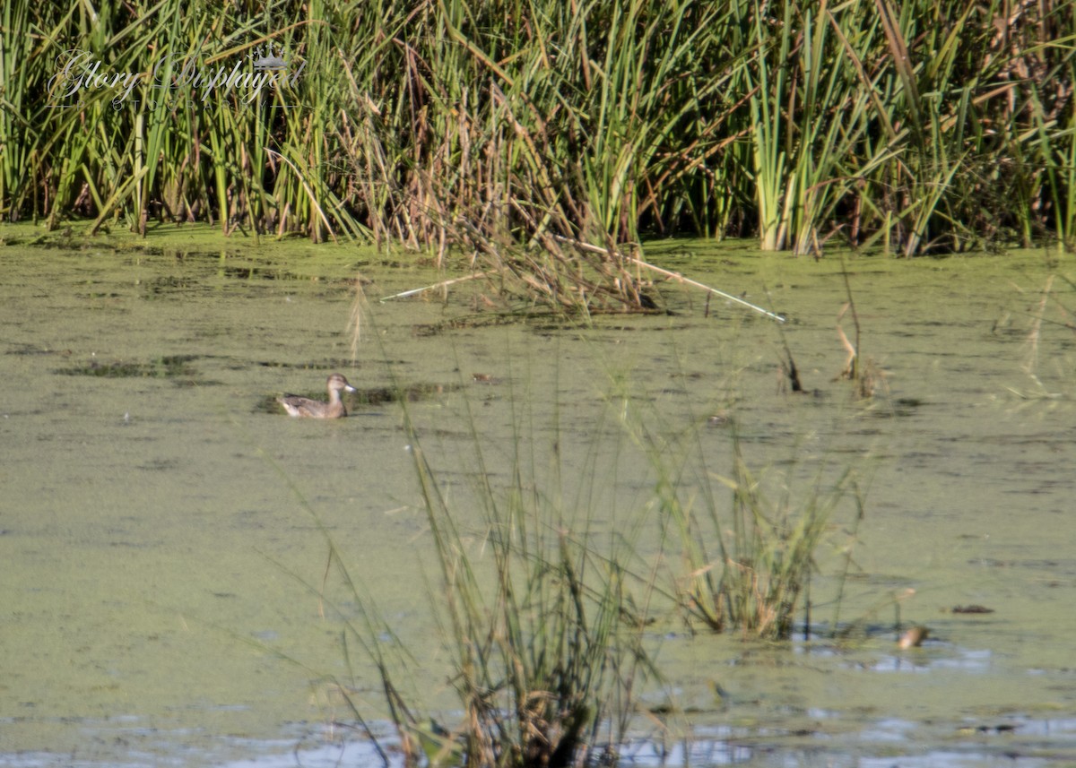 Green-winged Teal - ML369555381