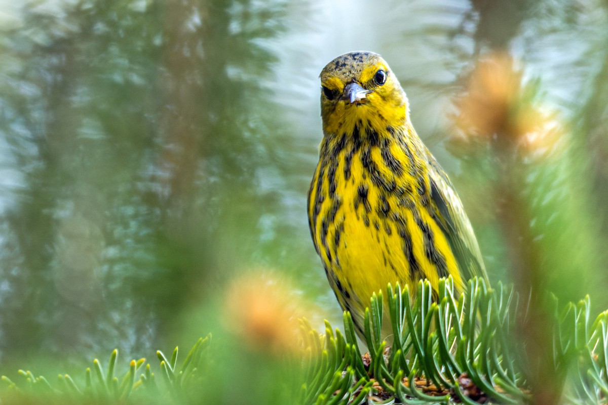 Cape May Warbler - ML369555431