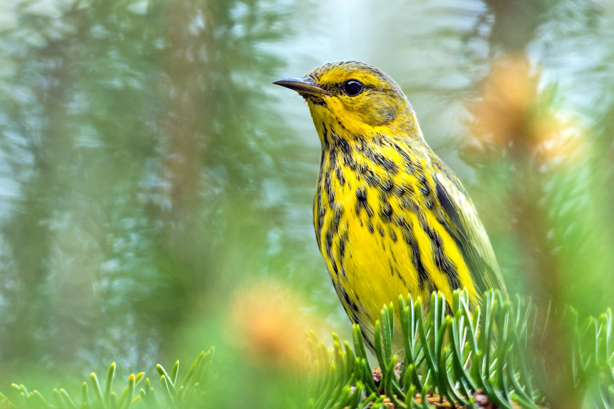 Cape May Warbler - ML369555441