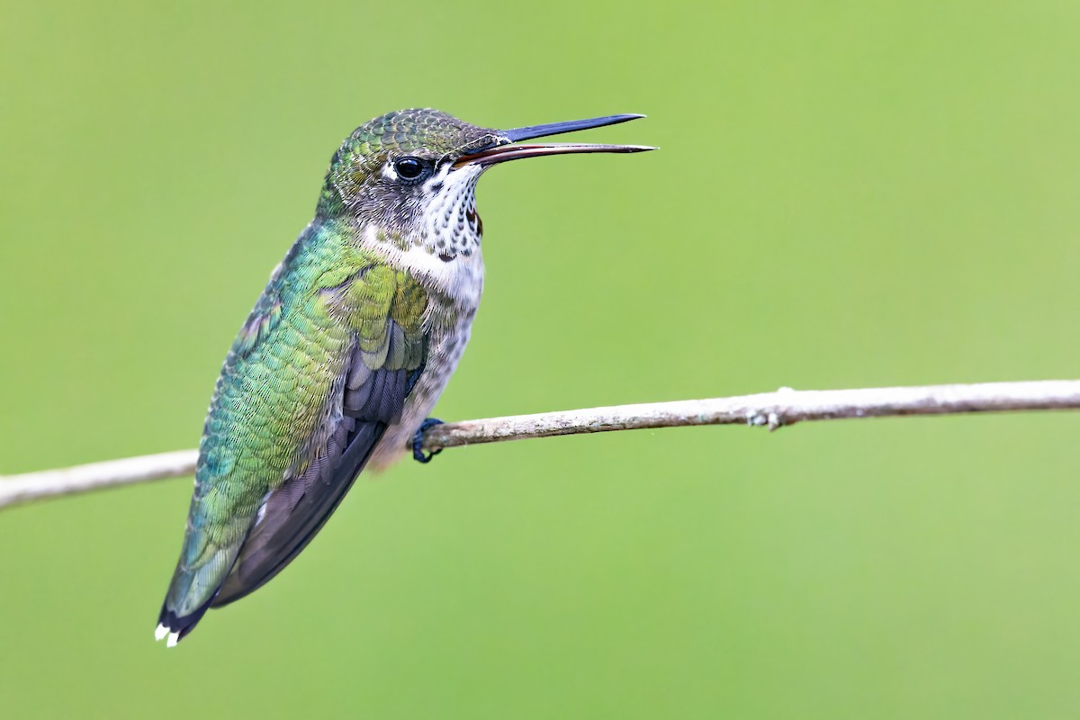 Colibrí Gorjirrubí - ML369555551