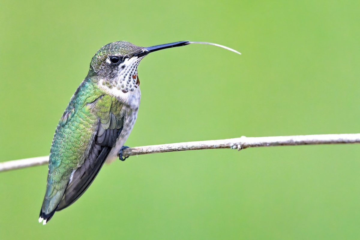 Ruby-throated Hummingbird - ML369555561