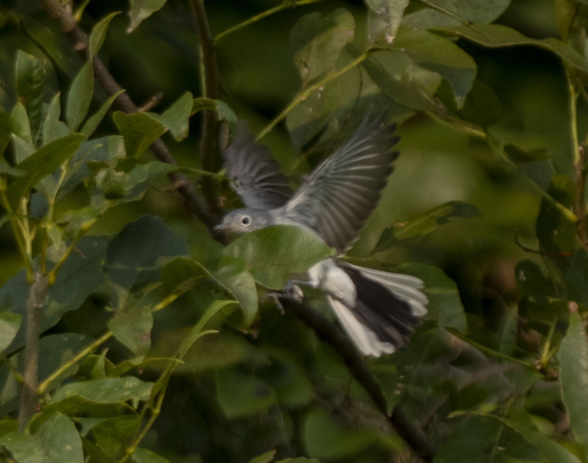 Blue-gray Gnatcatcher - ML369555931