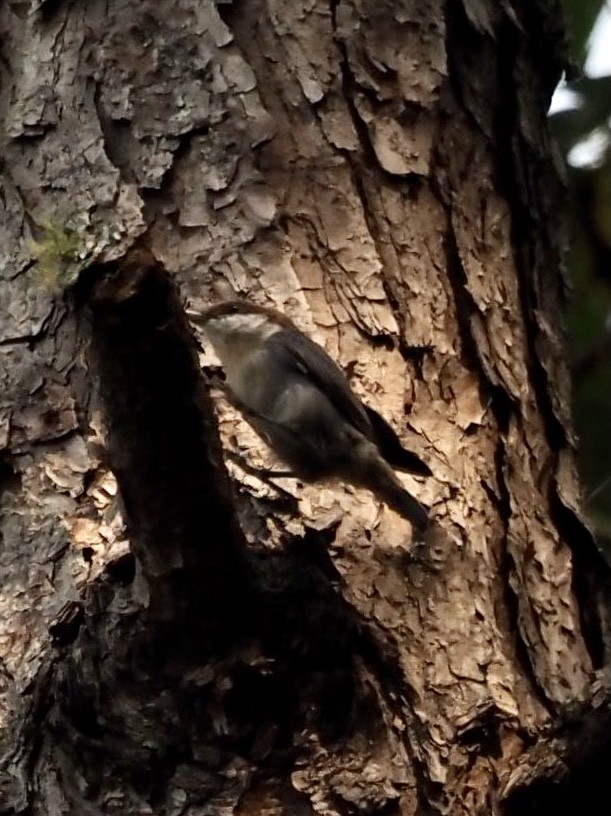 Brown-headed Nuthatch - ML369556221
